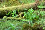 PICTURES/Sol Duc - Ancient Groves/t_Log by pond1.JPG